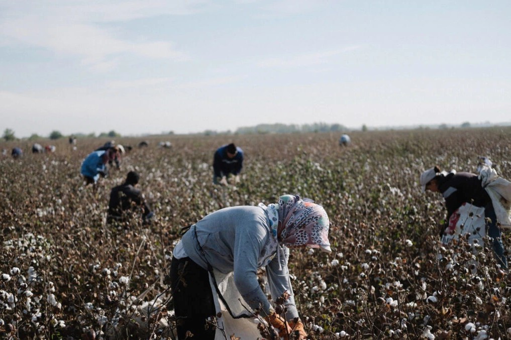 mujeres recolectando algodon para la industria eco fashion