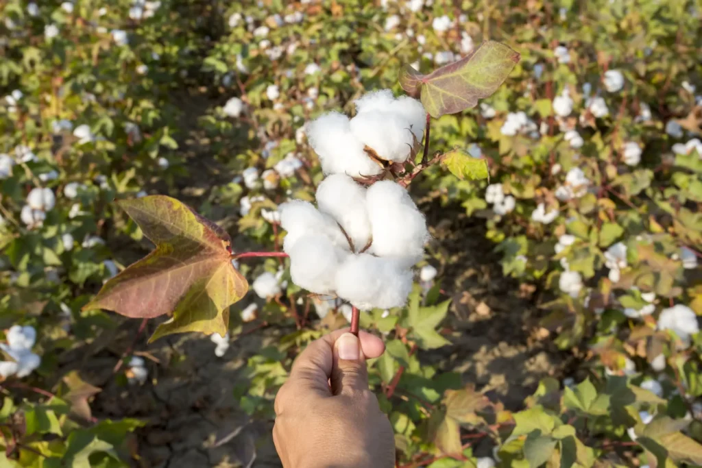 A person picking cotton to produce different types of fabric