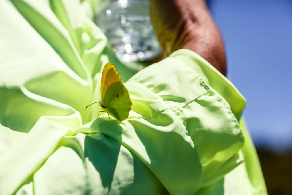 Borboleta em cima de um tecido verde.